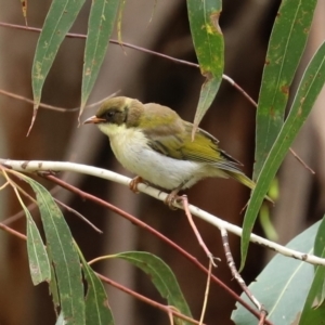 Melithreptus lunatus at Paddys River, ACT - 23 Feb 2021 11:59 AM