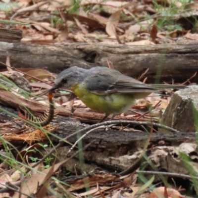 Eopsaltria australis (Eastern Yellow Robin) at Tidbinbilla Nature Reserve - 23 Feb 2021 by RodDeb
