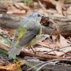 Eopsaltria australis at Paddys River, ACT - 23 Feb 2021