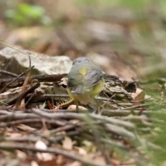 Eopsaltria australis at Paddys River, ACT - 23 Feb 2021