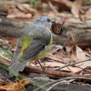 Eopsaltria australis at Paddys River, ACT - 23 Feb 2021