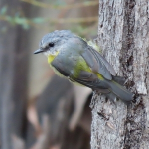 Eopsaltria australis at Paddys River, ACT - 23 Feb 2021