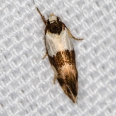 Placocosma resumptella at Melba, ACT - 9 Feb 2021