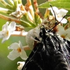 Thomisidae (family) at Hughes, ACT - 23 Feb 2021