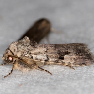 Thoracolopha verecunda at Melba, ACT - 9 Feb 2021