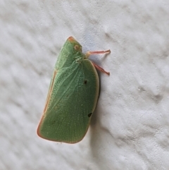 Siphanta sp. (genus) (Green planthopper, Torpedo bug) at Hughes, ACT - 23 Feb 2021 by JackyF