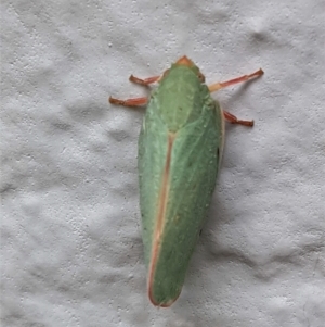 Siphanta sp. (genus) at Hughes, ACT - 23 Feb 2021