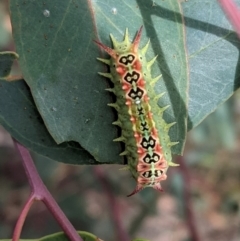 Doratifera quadriguttata and casta (Four-spotted Cup Moth) at Deakin, ACT - 23 Feb 2021 by JackyF