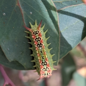 Doratifera quadriguttata and casta at Deakin, ACT - 23 Feb 2021