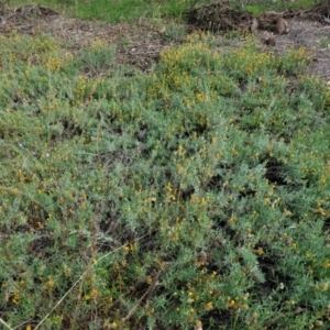 Chrysocephalum apiculatum at Hughes, ACT - 23 Feb 2021