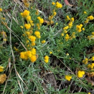 Chrysocephalum apiculatum at Hughes, ACT - 23 Feb 2021