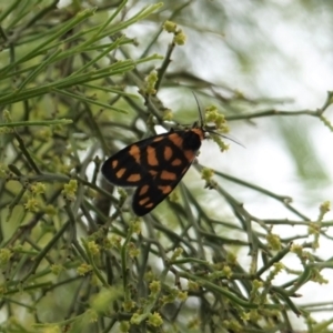 Asura lydia at Deakin, ACT - 23 Feb 2021