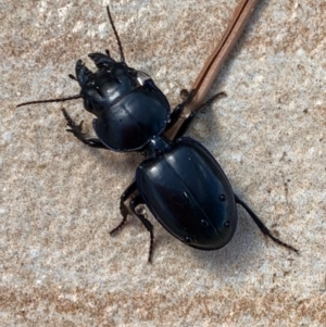 Carenum sp. (genus) at Murrumbateman, NSW - 24 Feb 2021 10:15 AM