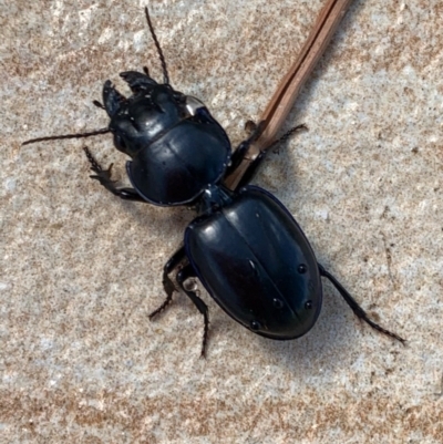 Carenum sp. (genus) (Predatory ground beetle) at Murrumbateman, NSW - 23 Feb 2021 by SimoneC