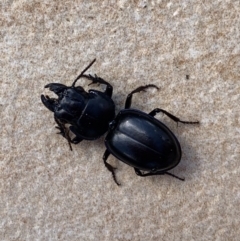 Carenum sp. (genus) at Murrumbateman, NSW - 24 Feb 2021 10:15 AM