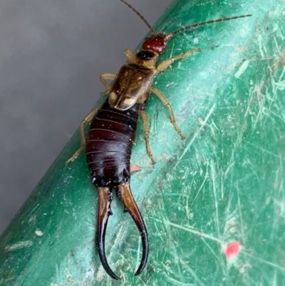 Forficula auricularia (European Earwig) at Murrumbateman, NSW - 24 Feb 2021 by SimoneC