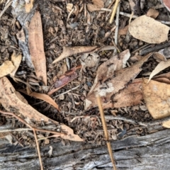 Papyrius nitidus (Shining Coconut Ant) at Red Hill Nature Reserve - 24 Feb 2021 by JackyF
