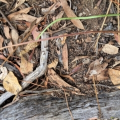 Papyrius nitidus at Hughes, ACT - suppressed