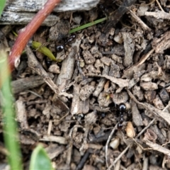 Papyrius nitidus at Hughes, ACT - suppressed