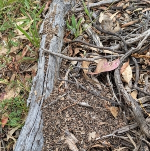 Papyrius nitidus at Hughes, ACT - suppressed