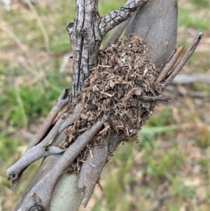 Papyrius nitidus at Hughes, ACT - suppressed