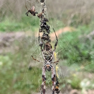 Trichonephila edulis at Hughes, ACT - 24 Feb 2021 02:52 PM