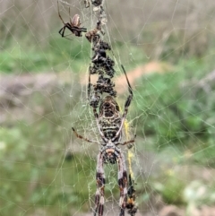 Trichonephila edulis (Golden orb weaver) at Red Hill Nature Reserve - 24 Feb 2021 by JackyF