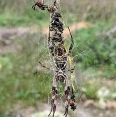 Trichonephila edulis at Hughes, ACT - 24 Feb 2021 02:52 PM