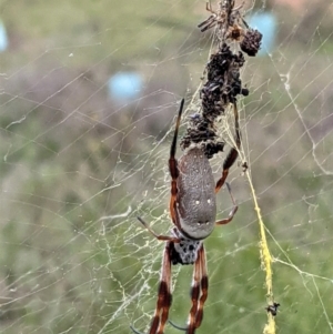 Trichonephila edulis at Hughes, ACT - 24 Feb 2021 02:52 PM