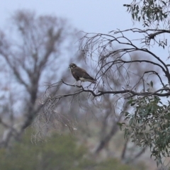 Falco berigora (Brown Falcon) at Paddys River, ACT - 23 Feb 2021 by RodDeb