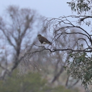 Falco berigora at Paddys River, ACT - 23 Feb 2021