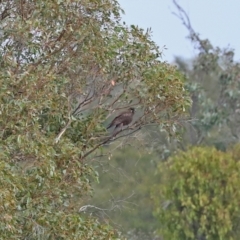 Falco berigora at Paddys River, ACT - 23 Feb 2021