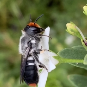 Megachile erythropyga at Murrumbateman, NSW - 24 Feb 2021