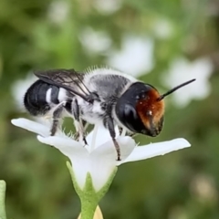 Megachile erythropyga at Murrumbateman, NSW - 24 Feb 2021