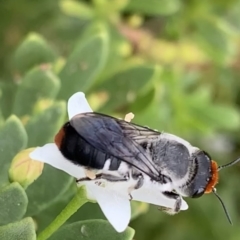 Megachile erythropyga at Murrumbateman, NSW - 24 Feb 2021