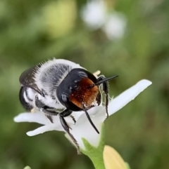 Megachile erythropyga at Murrumbateman, NSW - 24 Feb 2021