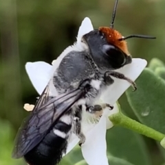 Megachile erythropyga at Murrumbateman, NSW - 24 Feb 2021