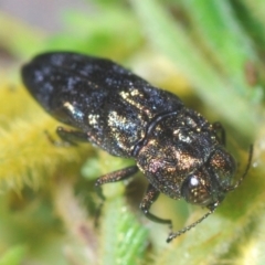 Aaaaba nodosus (a Jewel beetle) at QPRC LGA - 15 Feb 2021 by Harrisi
