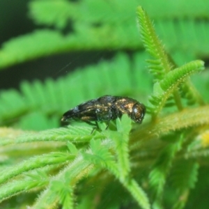 Aaaaba nodosus at Northangera, NSW - 15 Feb 2021