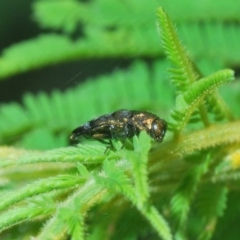 Aaaaba nodosus at Monga, NSW - 15 Feb 2021