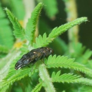 Aaaaba nodosus at Northangera, NSW - 15 Feb 2021