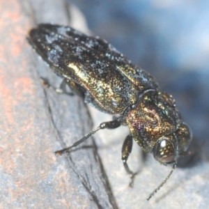 Aaaaba nodosus at Monga, NSW - 15 Feb 2021 11:07 PM