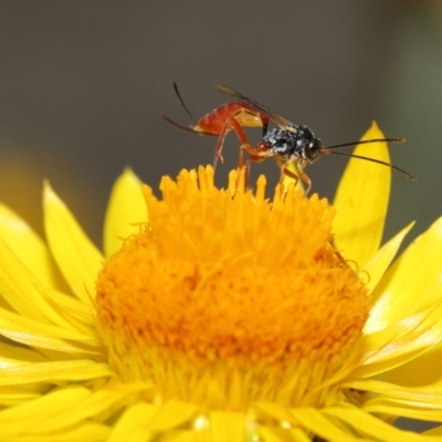 Ichneumonoidea (Superfamily) (A species of parasitic wasp) at ANBG - 19 Feb 2021 by TimL