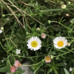 Erigeron karvinskianus (Seaside Daisy) at Canberra, ACT - 23 Feb 2021 by Tapirlord