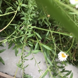 Erigeron karvinskianus at Canberra, ACT - 23 Feb 2021