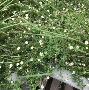 Erigeron karvinskianus at Canberra, ACT - 23 Feb 2021