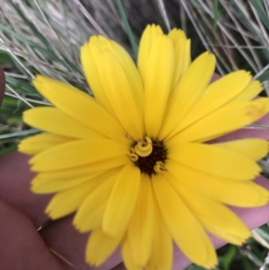 Calendula officinalis at Lyneham, ACT - 23 Feb 2021 08:31 AM