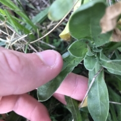 Calendula officinalis at Lyneham, ACT - 23 Feb 2021 08:31 AM