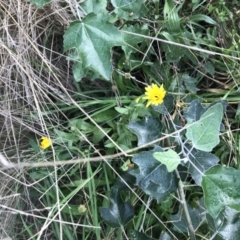 Calendula officinalis at Lyneham, ACT - 23 Feb 2021 08:31 AM