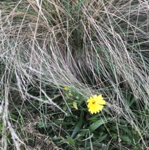 Calendula officinalis at Lyneham, ACT - 23 Feb 2021 08:31 AM